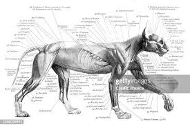 ANATOMIA ANIMAL 2