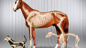 Anatomia de Animais Domésticos