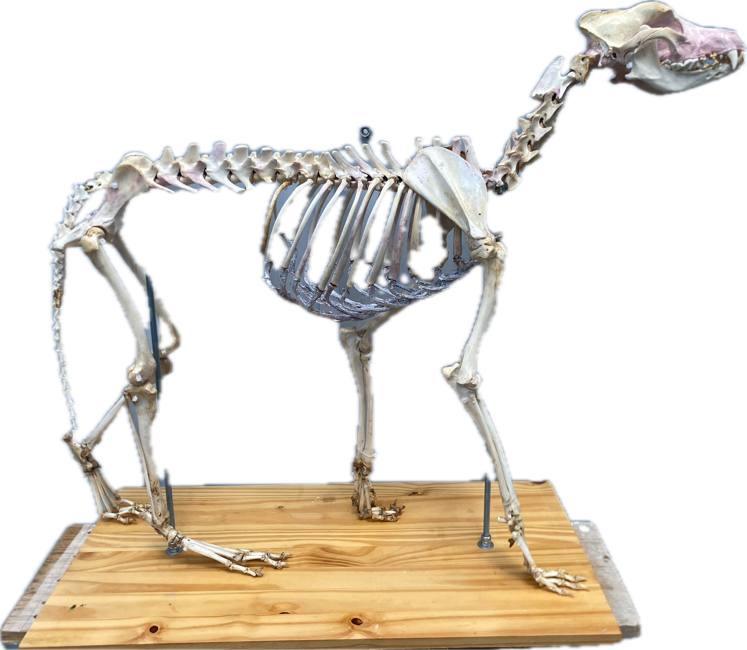 anatomia dos mamiferos